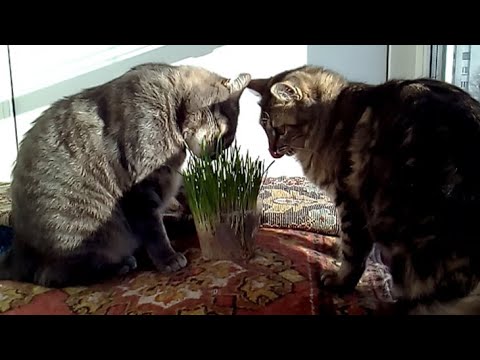 Видео: Как вырастить травку для кошек без земли