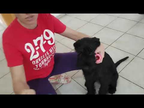 Видео: Как правильно клеить уши миттельшнауцеру