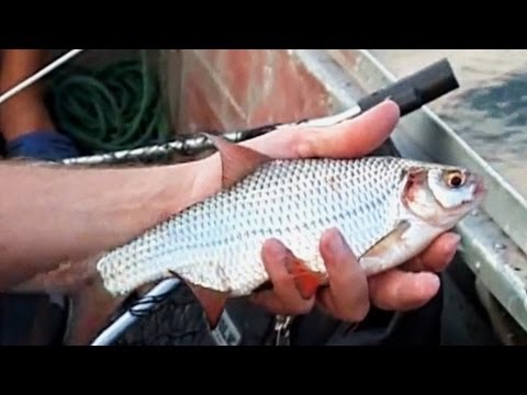 Видео: Ловля Белой Рыбы Бортовыми Удочками. "О Рыбалке Всерьез" видео