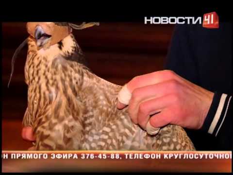 Видео: Нашли сапсана