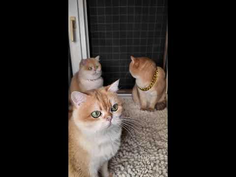 Видео: понедельник