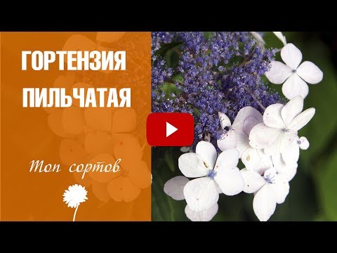 Видео: Гортензия пильчатая 🌺 Обзор лучших сортов от эксперта Хитсад