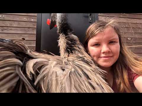 Видео: Эму тоже нужны обнимашки