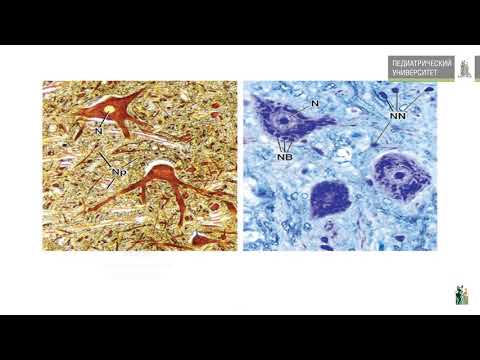 Видео: 20. ЦНС