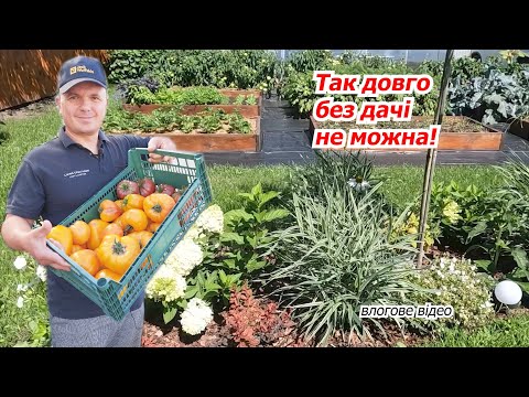 Видео: Залишили дачу на кілька днів без догляду- чи можна це робити в липні?!