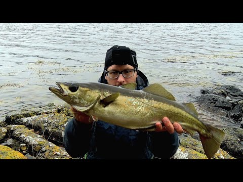 Видео: ЭТО ЖОР! РУКИ БОЛЯТ! КЛЮЁТ ПОЧТИ НА КАЖДОМ ЗАБРОСЕ! рыбалка в Норвегии с берега!! люр.