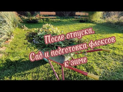 Видео: Как я готовила флоксы к зиме. И немного сада. #флоксы  #сад