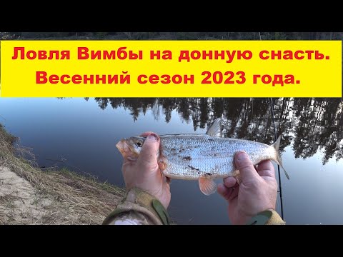 Видео: Ловля вимбы весной на донную снасть. Сезон 2023 Вимба, Сырть, Рыбец. Vimbas cope pavasarī.
