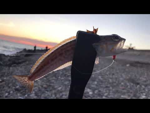 Видео: Морская рыбалка с берега на черном море