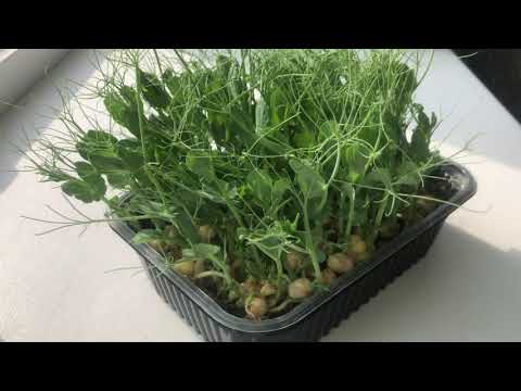 Видео: Выращивание микрозелени. Микрозелень горох Мадрас #microgreen #trending #recommended #meal #youtube