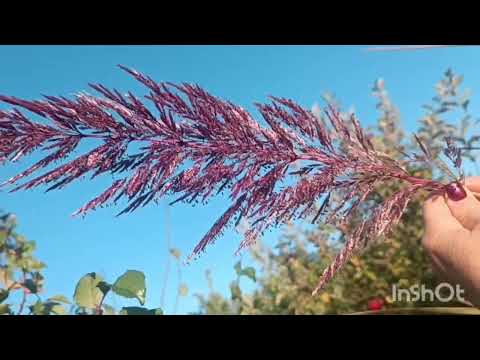 Видео: Сад півдняЯ в гостях у ОліГуляю з онукоюНа базарі з подругоюСадовий центр