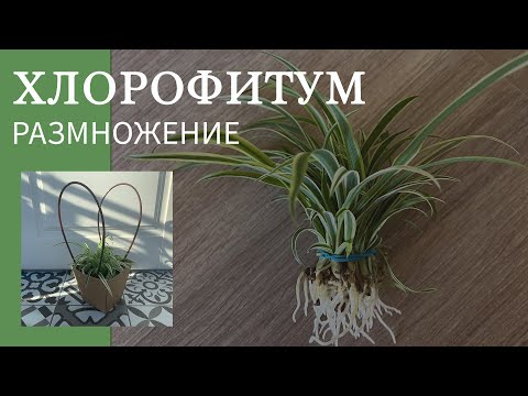 Видео: №52. Хлорофитум. Размножение, укоренение 🌿. Быстрый способ размножения хлорофитума. Вода или грунт?