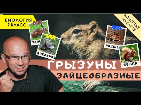 Видео: Отряды Грызуны и Зайцеобразные. Биология 7 класс. Класс млекопитающие или звери. Животные. ЕГЭ