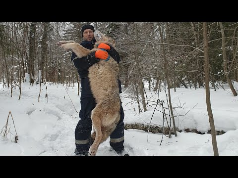 Видео: Поймал Альфа самку в Ram Power Wolf.      Kill пружина   петлёй.