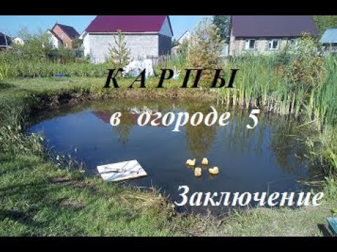 Видео: Карпы в огороде 5.
