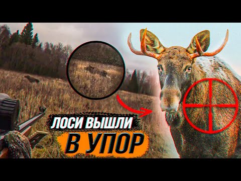 Видео: Охота на ЛОСЯ🔥Добыли ЛОСЯ💥Лосиное Эльдорадо⚡️