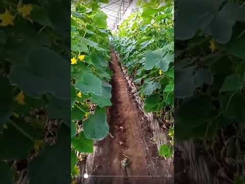 Видео: Черная или прозрачная мульчирующая пленка. Ответы на воппросы Агро Движ