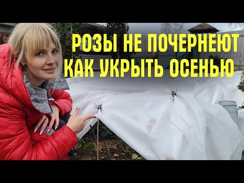 Видео: ХВАТИТ ПРИДУМЫВАТЬ! Только ТРИ ШАГА для УКРЫТИЯ! Чем и когда УКРЫВАТЬ РОЗЫ ОСЕНЬЮ