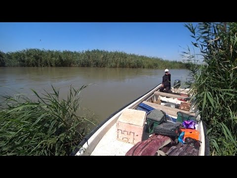Видео: Сазаны ломают удочки  рыбалка на сазана