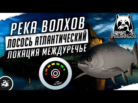 Видео: Русская Рыбака 4 — Лосось атлантический на реке Волхов