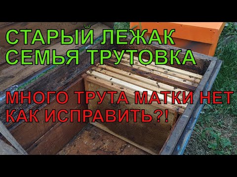 Видео: ПРОБЛЕМА НА ПАСЕКЕ СЕМЬЯ ТРУТОВКА КАК БЫСТРО ИСПРАВИТЬ много трута матка не вернулась с облёта ☝️🐝🐝