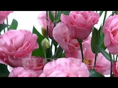Видео: Эустома гулу ,🌺🌺🌺бакчага ,уйго да остурсок болот
