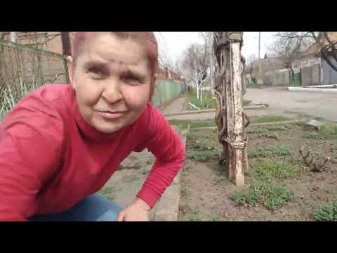 Видео: ТРОЯНДИ,ПОЛУНИЦЯ ТА МАЛИНА-ОБРОБКИ ТА ПІДЖИВЛЕННЯ НА МОЄМУ ГОРОДІ !!?