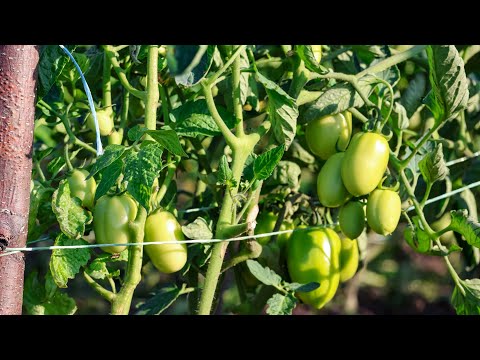 Видео: Надворі середина листопада,а в нас ще кілограми зеленим помідорів на кущах