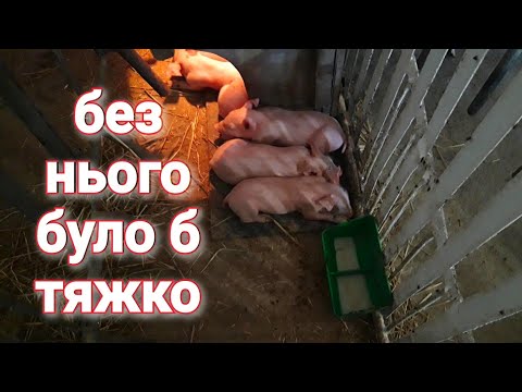 Видео: Сухе молоко для поросят❗