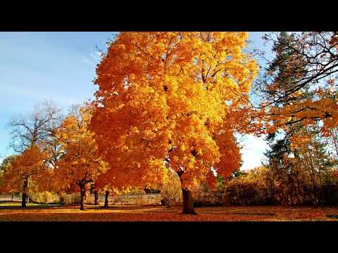 Видео: Оповідання / Чому восени листя дерев змінюють колір і опадають
