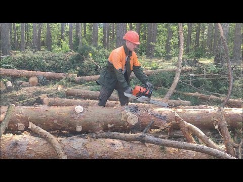 Видео: Валка дерева от А до Я Винтовым клином