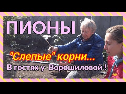 Видео: Разговор о слепых корнях. Октябрь 2019. / Сад Ворошиловой