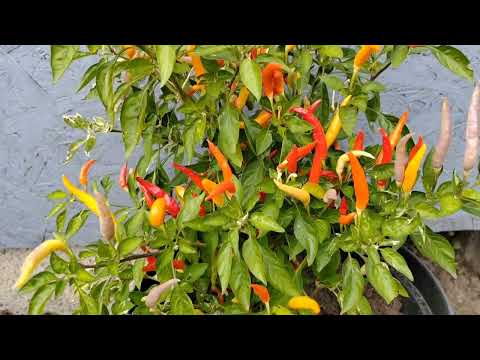 Видео: Острый перец Учу.
