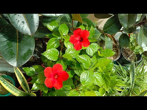 Видео: 🌺ХОВЛИДА СУХБАТЛАШАМЗ.🌺🌸🌸🌸🌸🌸🌸🌺🙂👌