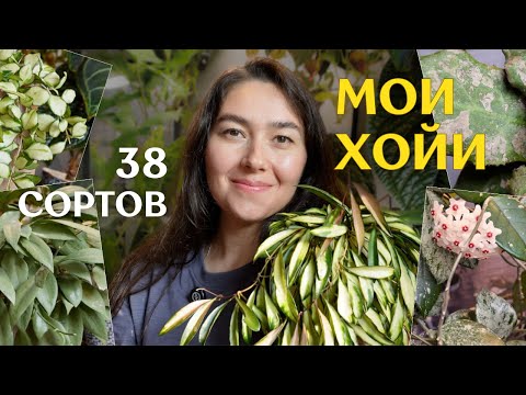 Видео: КАК выросли мои ХОЙИ | ИЗМЕНЕНИЯ и РОСТ растений и КОЛЛЕКЦИИ за 11 МЕСЯЦЕВ 🌿