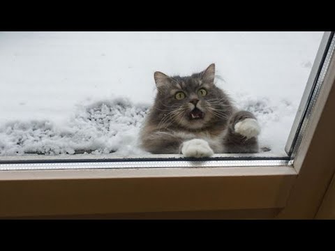 Видео: Я РЖАЛ ПОЛ ЧАСА😂 ОЧЕНЬ СМЕШНЫЕ КОТЫ И СОБАКИ🙀🐶🐷