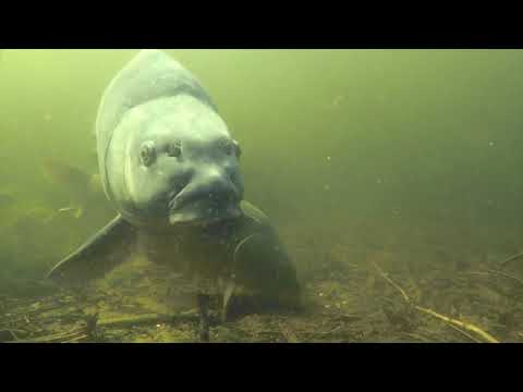 Видео: Карпфишинг под водой| подводная съемка карпа весной