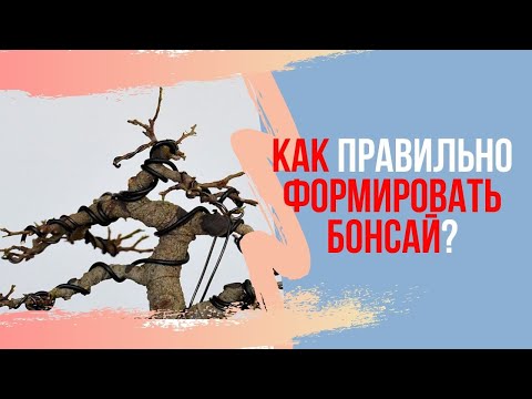 Видео: Как правильно обрезать БОНСАЙ. Поддерживающая и моделирующая обрезка. Правила формирования бонсай.