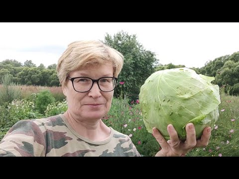 Видео: Вернулись к утеплению сеней. Томатные печали и капустные радости. Жизнь в деревне. Июль 2025