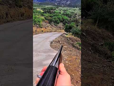 Видео: Спокойный момент на охоте в лесу 🐗🌲 #охота #загоннаяохота #кабан