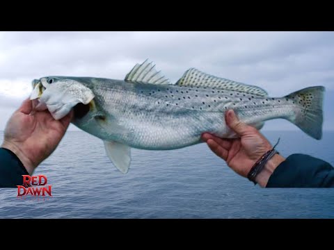 Видео: Эпический клев на закате | Ловля крупной рябой форели