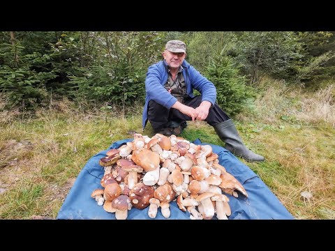 Видео: Грибні розсипи - білі гриби масово!