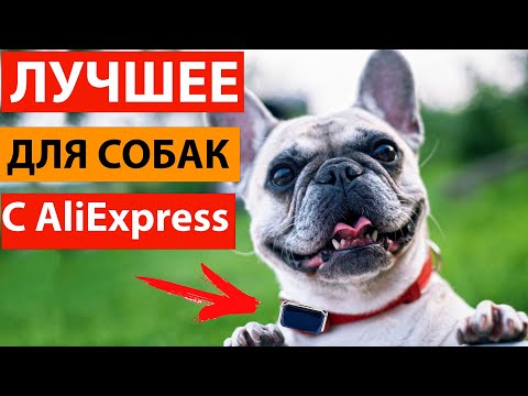 Видео: Полезные товары для собак с Aliexpress. Ваш питомец останется довольным