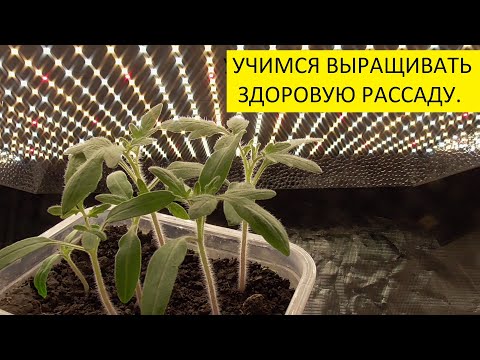 Видео: КОГДА НУЖНА РАННЯЯ ПИКИРОВКА РАССАДЫ? Ольга Чернова.