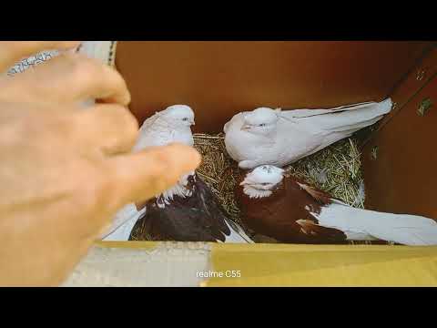 Видео: АСАКА КАБУТАР БОЗОРИ БУГУНГИ НАХЛАРИ 