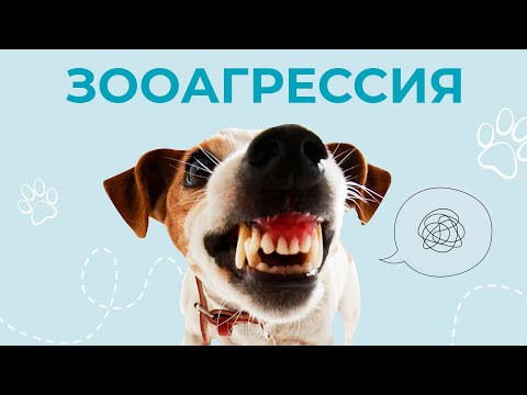 Видео: Что делать если собака бросается на других? Зооагрессия : как бороться с агрессией собаки?