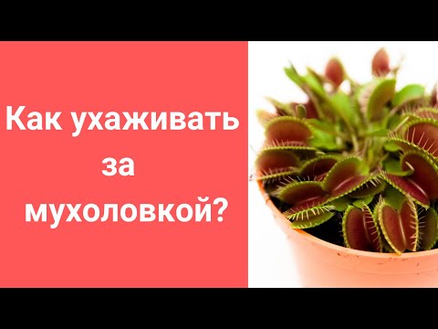 Видео: Как ухаживать за ВЕНЕРИНОЙ МУХОЛОВКОЙ (ДИОНЕЕЙ)
