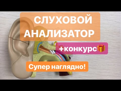 Видео: УХО, слуховой анализатор: строение и функции, для ОГЭIЕГЭ.Наглядное строение уха на модели.ЕГЭIОГЭ