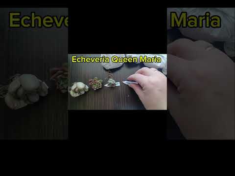 Видео: Распаковка долгожданных и интересных суккулентов🤗❤️🥰🌱