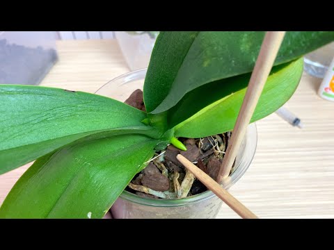 Видео: корни орхидеи за пару дней НАЧАЛИ РАСТИ от ЭТОГО пинка : продолжаем наращивать корни орхидеям
